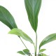 Anubias sp 109 planta ManPlan