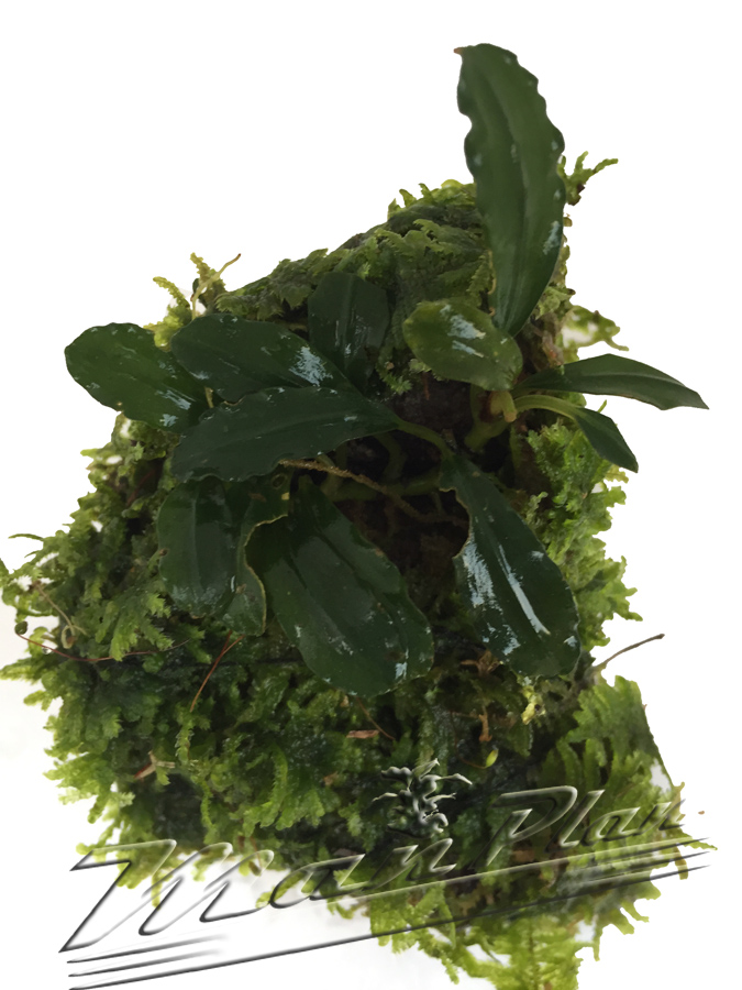 Bucephalandra con musgo en tronco o lava natural - Imagen 13