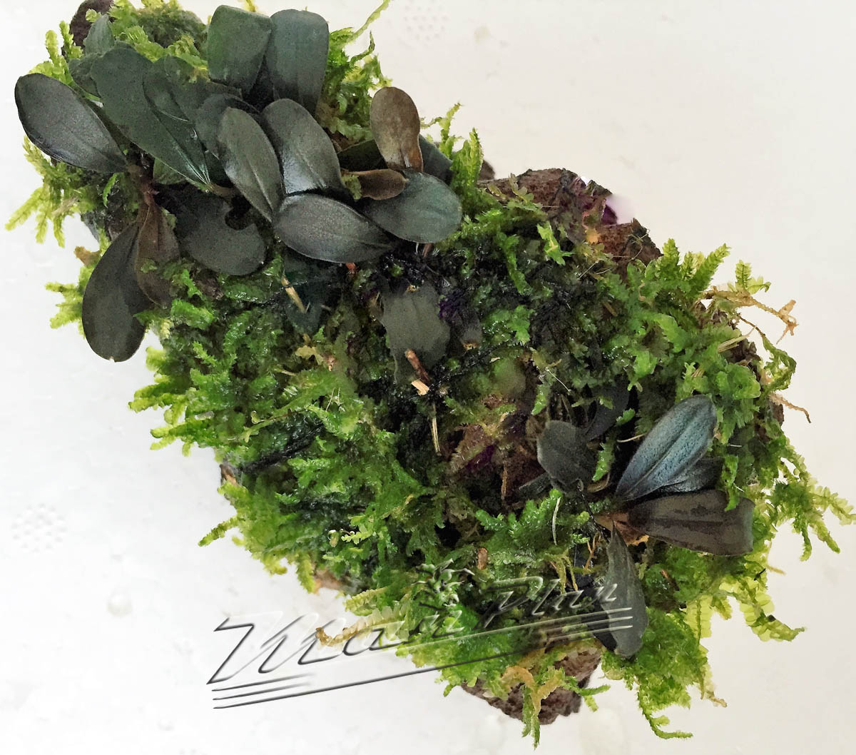 Bucephalandra con musgo en tronco o lava natural - Imagen 6