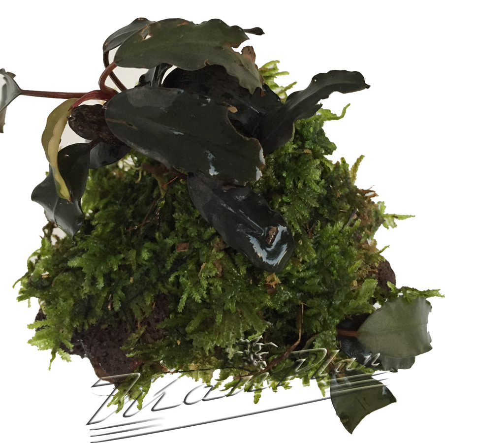 Bucephalandra con musgo en tronco o lava natural - Imagen 12
