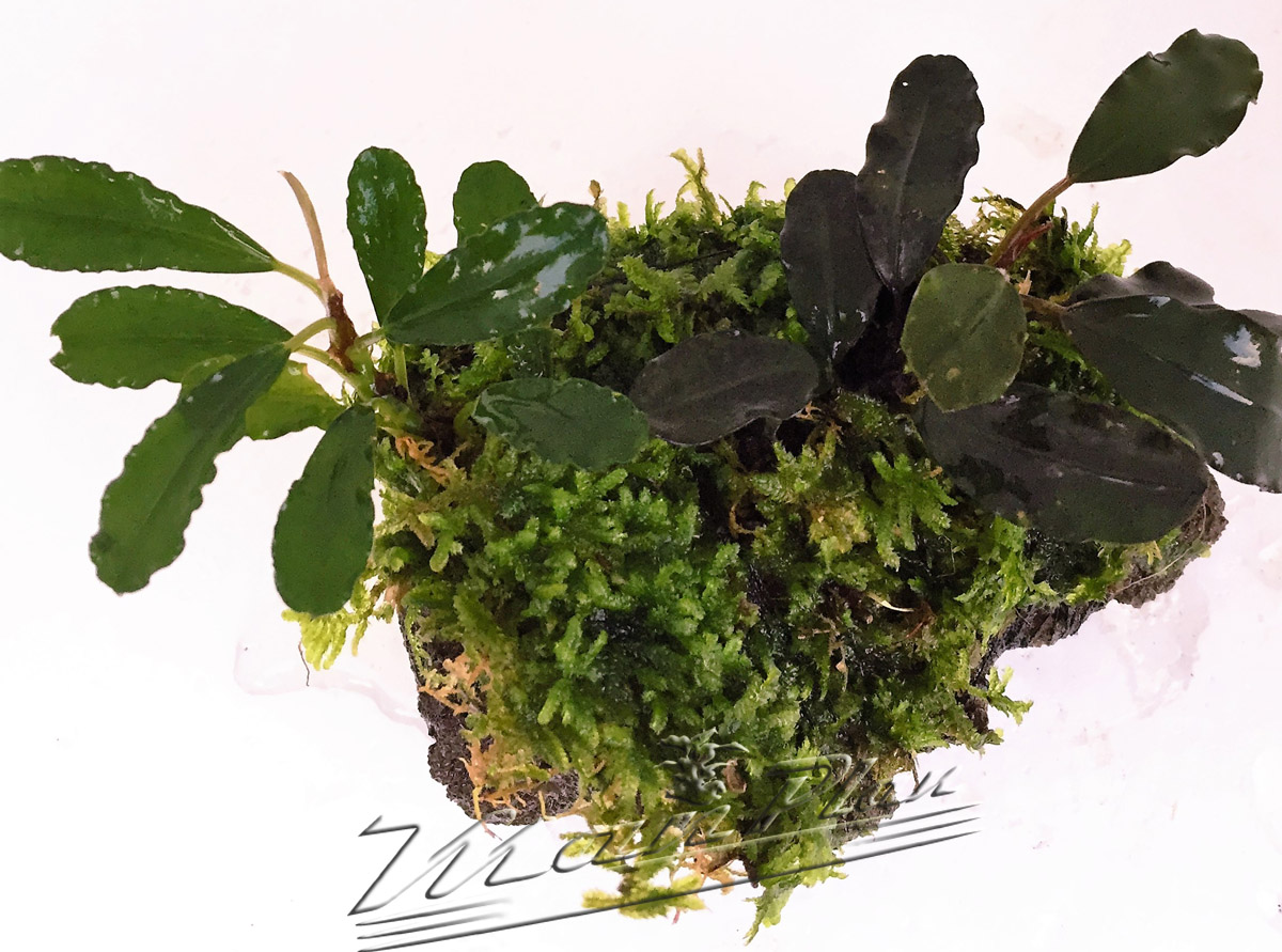 Bucephalandra con musgo en tronco o lava natural - Imagen 7