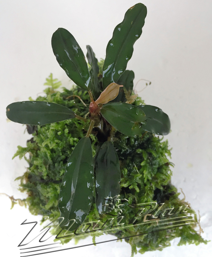 Bucephalandra con musgo en tronco o lava natural - Imagen 11