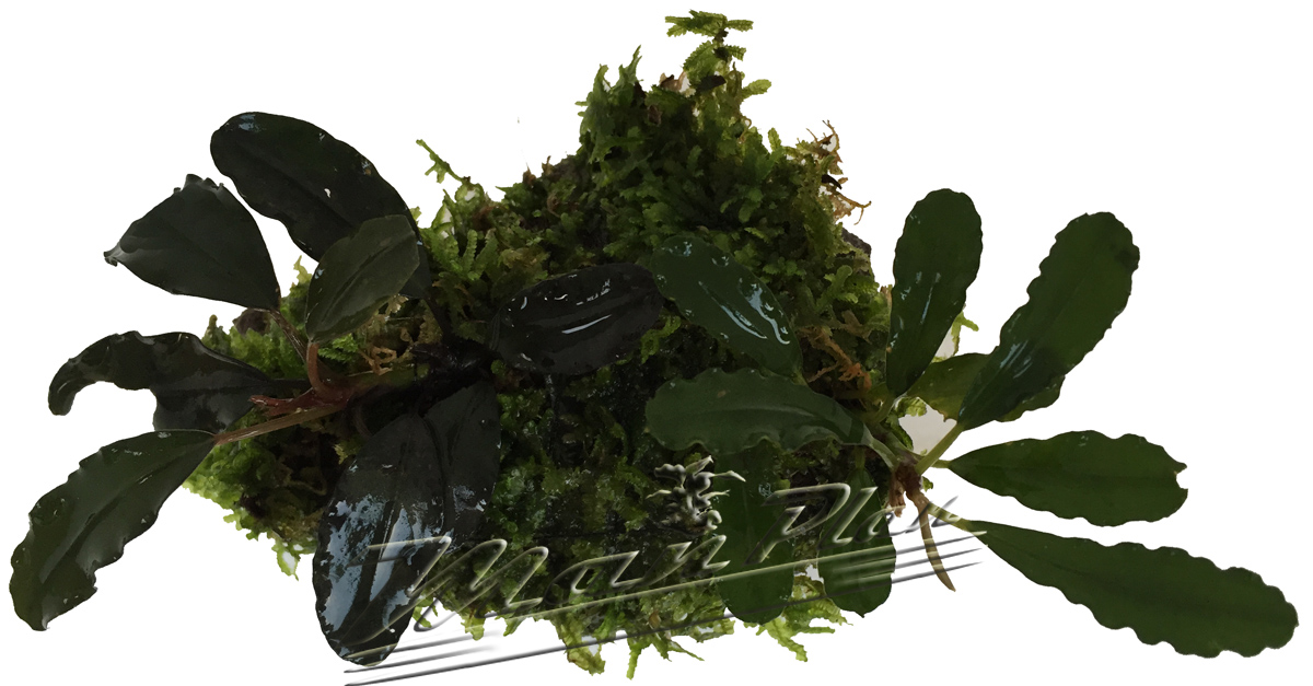 Bucephalandra con musgo en tronco o lava natural - Imagen 8