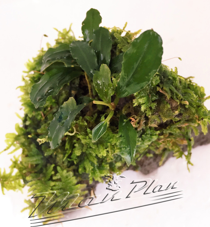 Bucephalandra con musgo en tronco o lava natural - Imagen 9