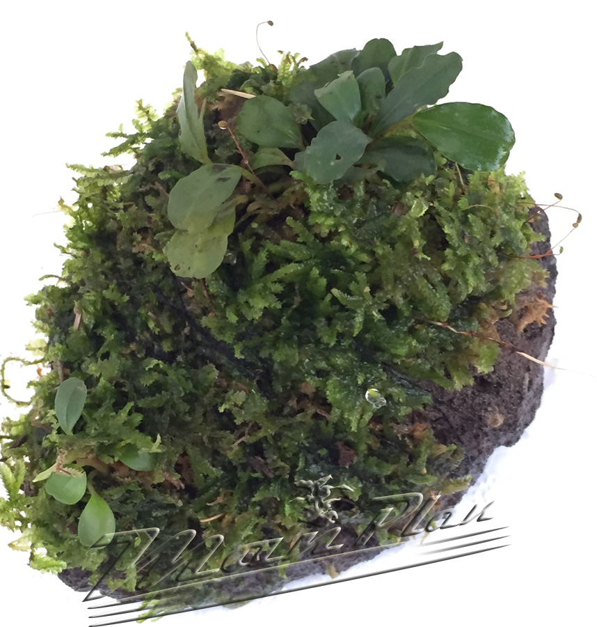 Bucephalandra con musgo en tronco o lava natural - Imagen 10