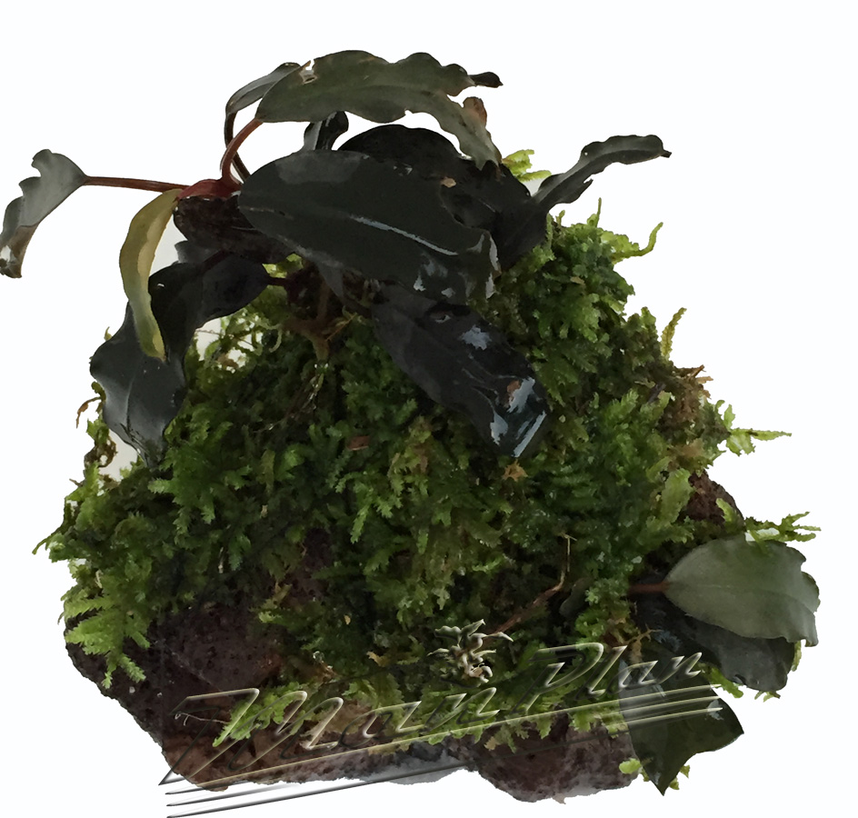 Bucephalandra con musgo en tronco o lava natural - Imagen 14