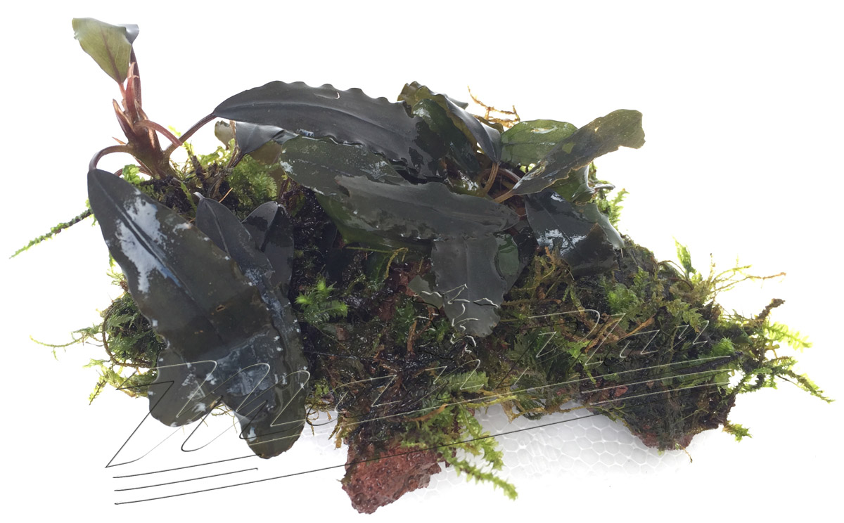 Bucephalandra con musgo en tronco o lava natural - Imagen 3