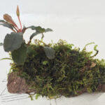 Bucephalandra con musgo en tronco o lava natural