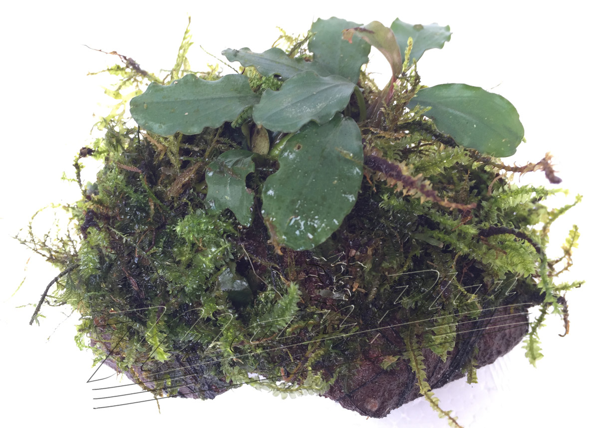 Bucephalandra con musgo en tronco o lava natural - Imagen 2