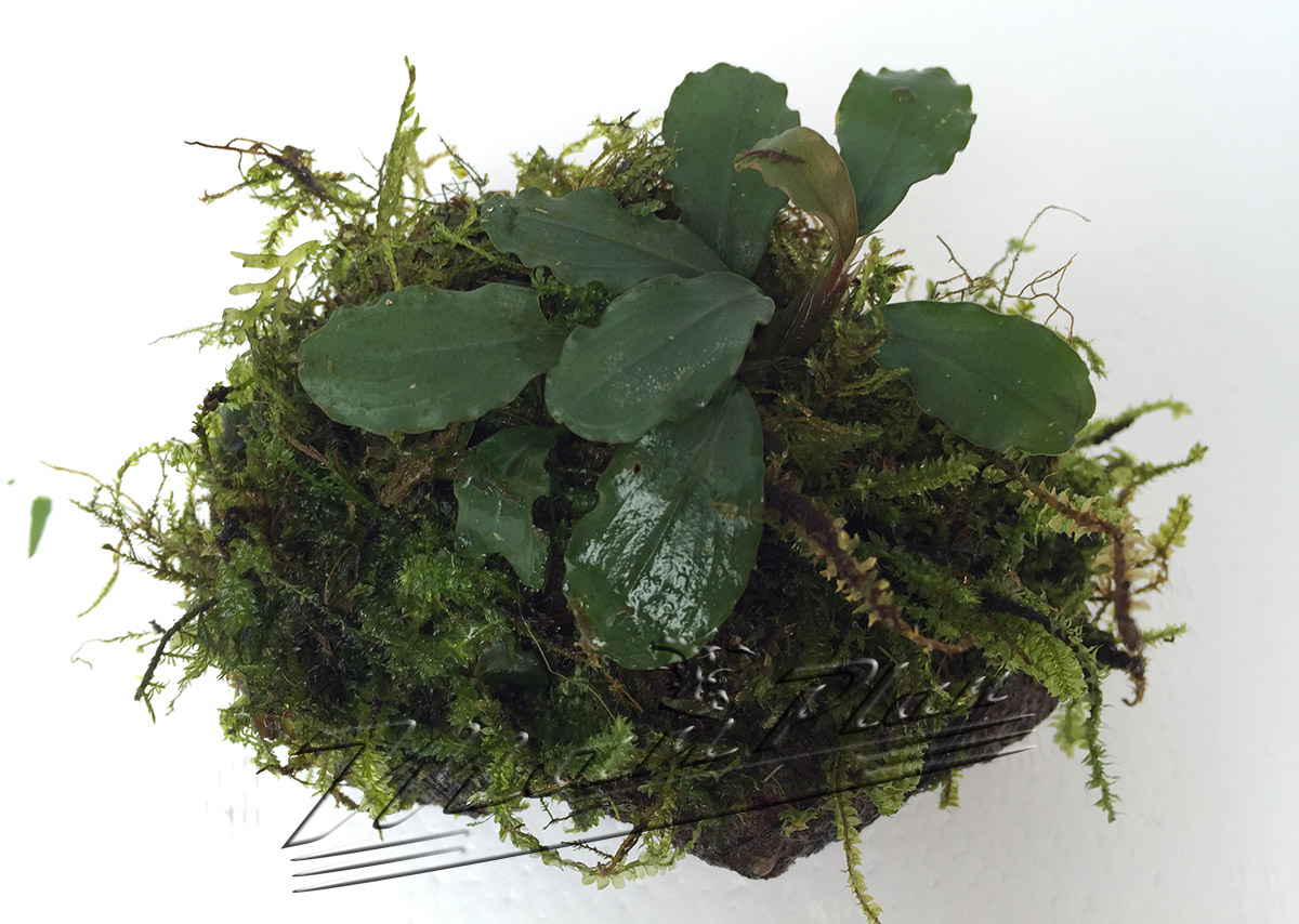 Bucephalandra con musgo en tronco o lava natural - Imagen 5