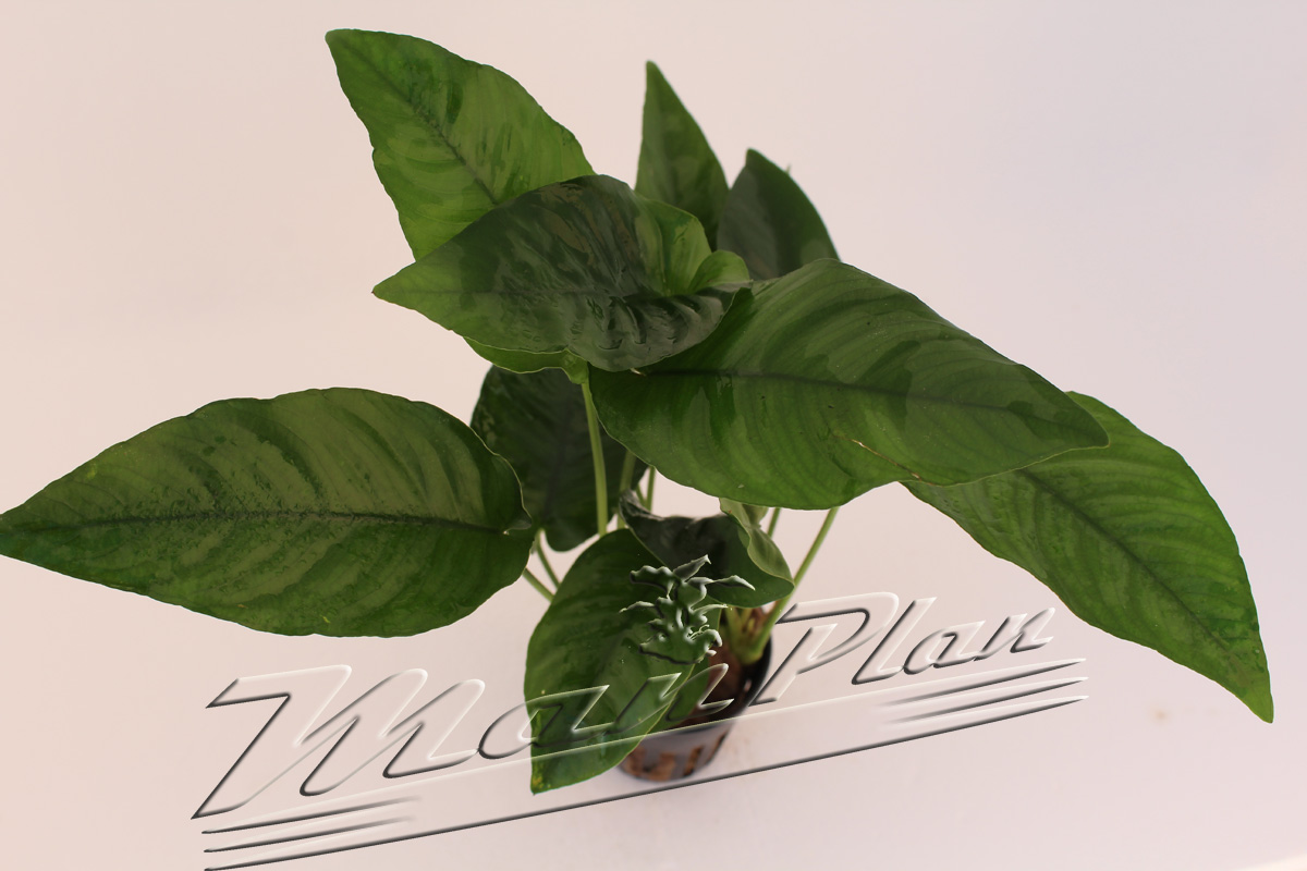 Anubias barteri "saeteada" - Imagen 4