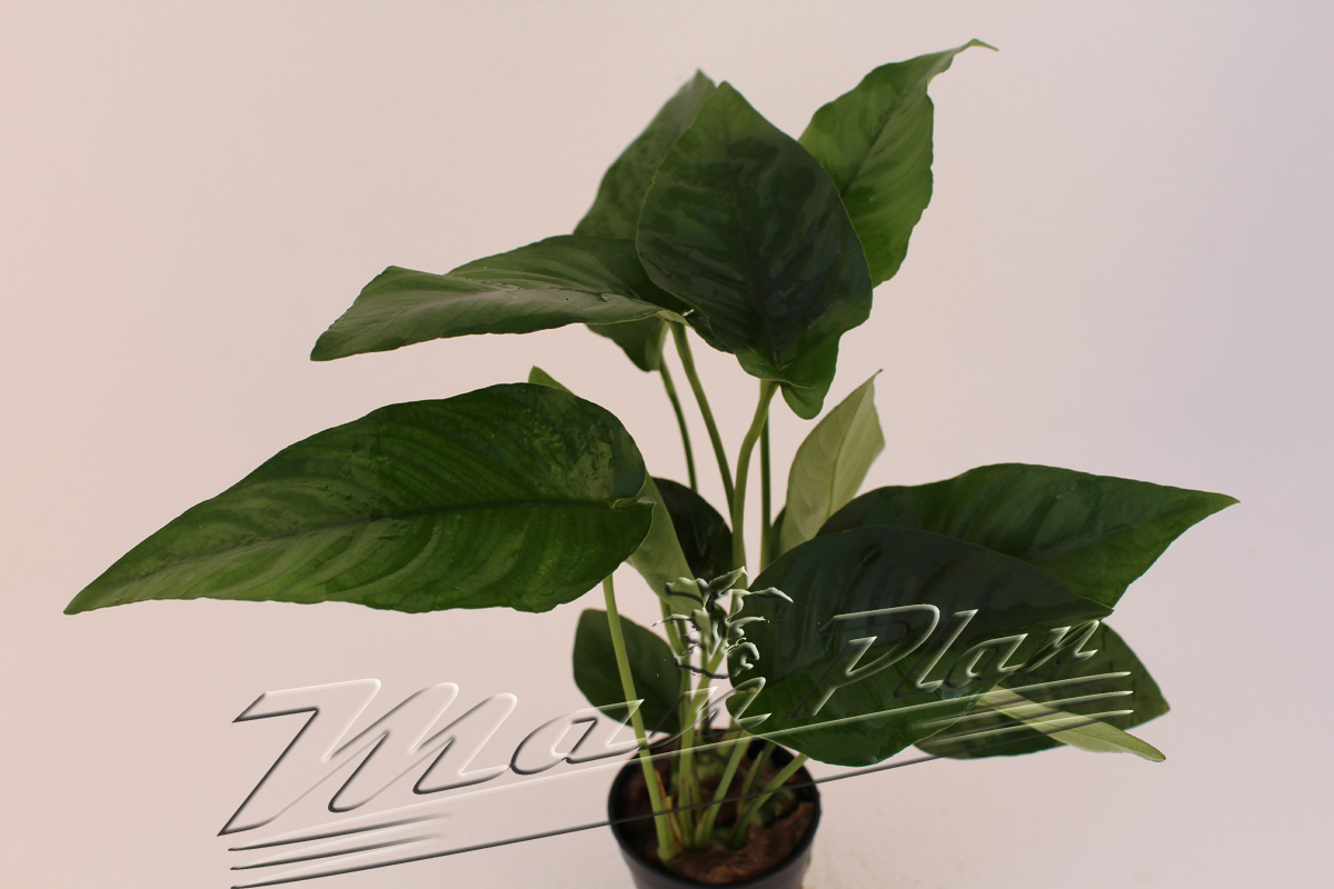 Anubias barteri "saeteada" - Imagen 2