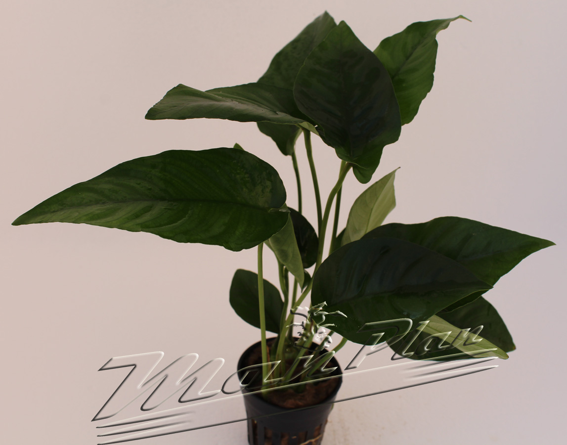 Anubias barteri "saeteada" - Imagen 3