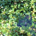 Ludwigias, Bacopas y similares