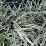 Ophiopogon y similares