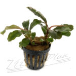 Bucephalandra Giant Catherinae