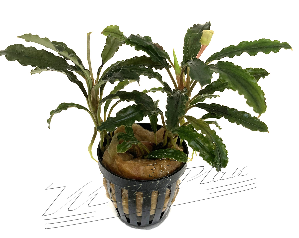 Bucephalandra Melawi fine edge - Imagen 7