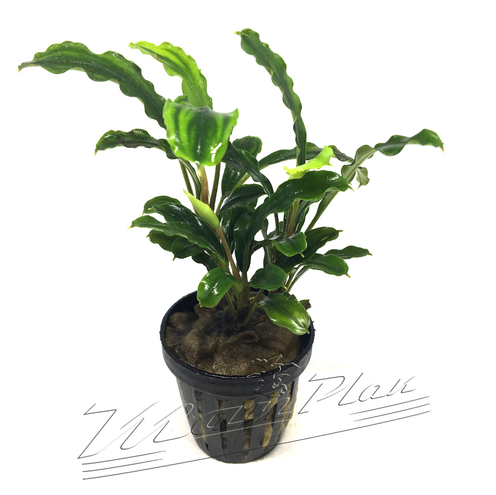 Bucephalandra Melawi fine edge