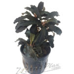 Bucephalandra Godzilla