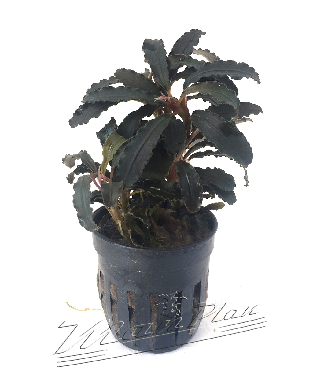 Bucephalandra Godzilla - Imagen 3