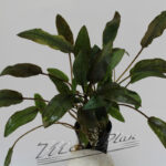 Cryptocorine walkeri ManPlan