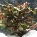 alternanthera rosifolia ManPlan