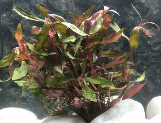 alternanthera rosifolia ManPlan
