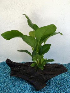 mini tronco anubia