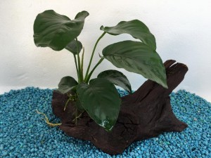 mini tronco anubias barteri