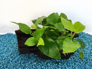 mini tronco anubias oro