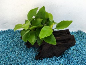 mini tronco anubias oro1