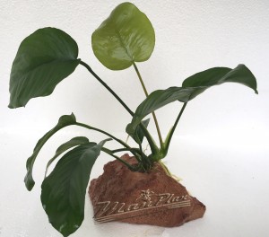 Centro Acuatico K6 Lava ManPlan