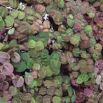 Phillanthus fluitans