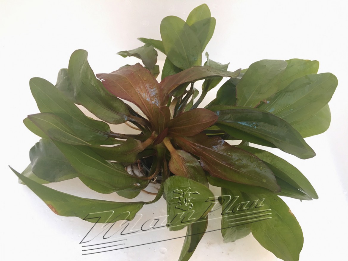 Echinodorus horemanii red ManPlan