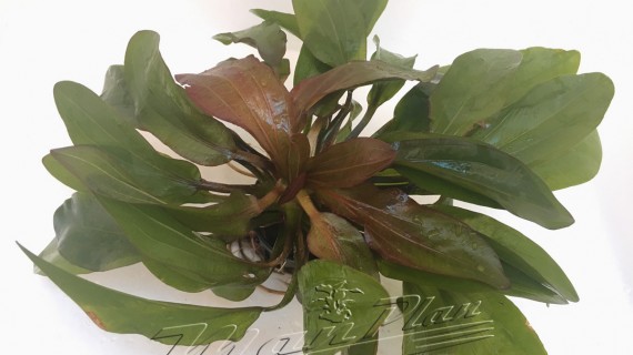 Echinodorus horemanii red ManPlan