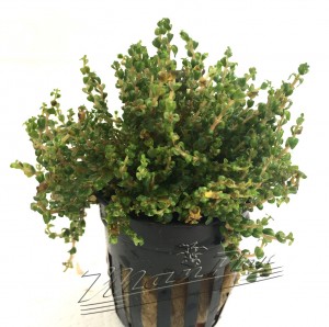 rotala colorata ManPlan (2)