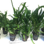 Microsorium surtido ManPlan