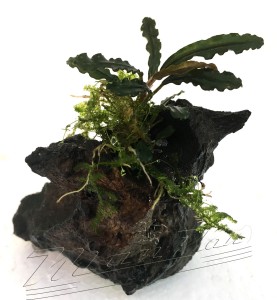 mini tronco bucephalandra (4) ManPlan