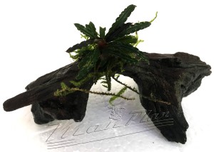 mini tronco bucephalandra (6) ManPlan