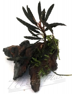 mini tronco bucephalandra (9) ManPlan