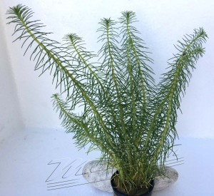 Hidrotriche hottoniiflora