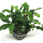 Bucephalandra Biblis Blue sky