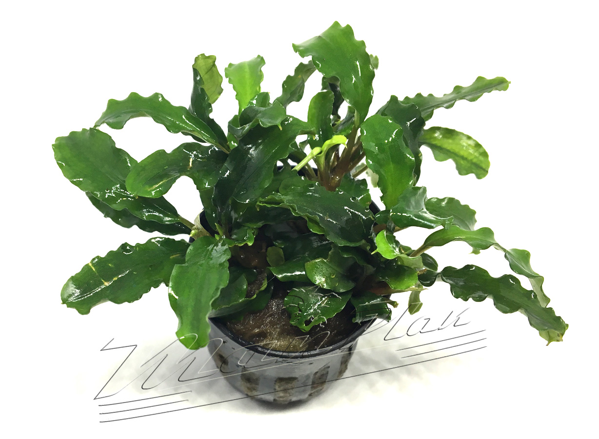 Bucephalandra Biblis Blue sky