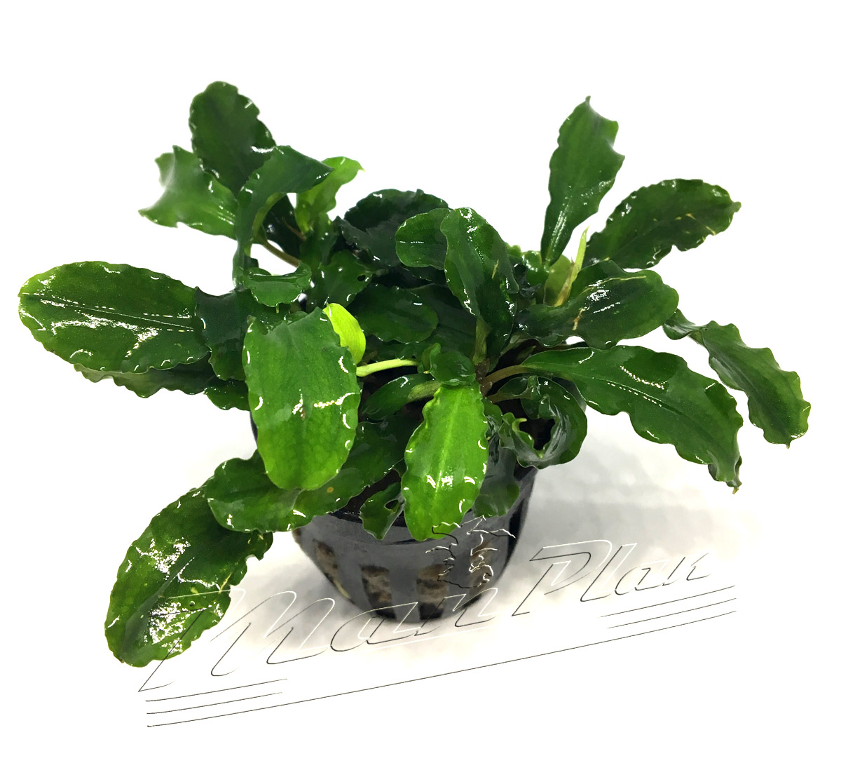 Bucephalandra Biblis Blue sky - Imagen 2