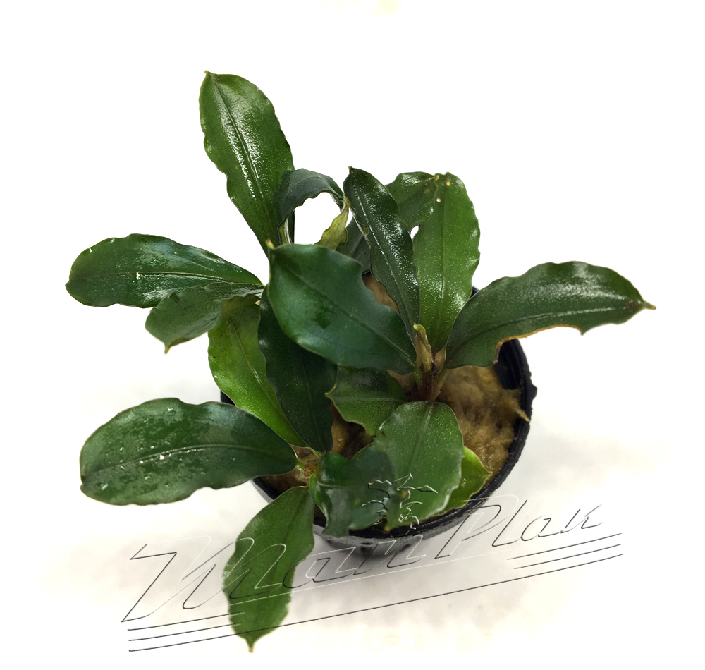 Bucephalandra Lagoon - Imagen 5