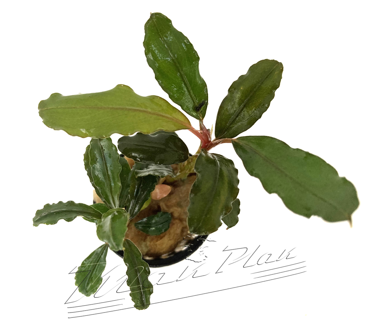 Bucephalandra Lagoon - Imagen 6