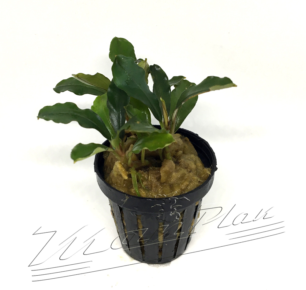 Bucephalandra Lagoon - Imagen 4
