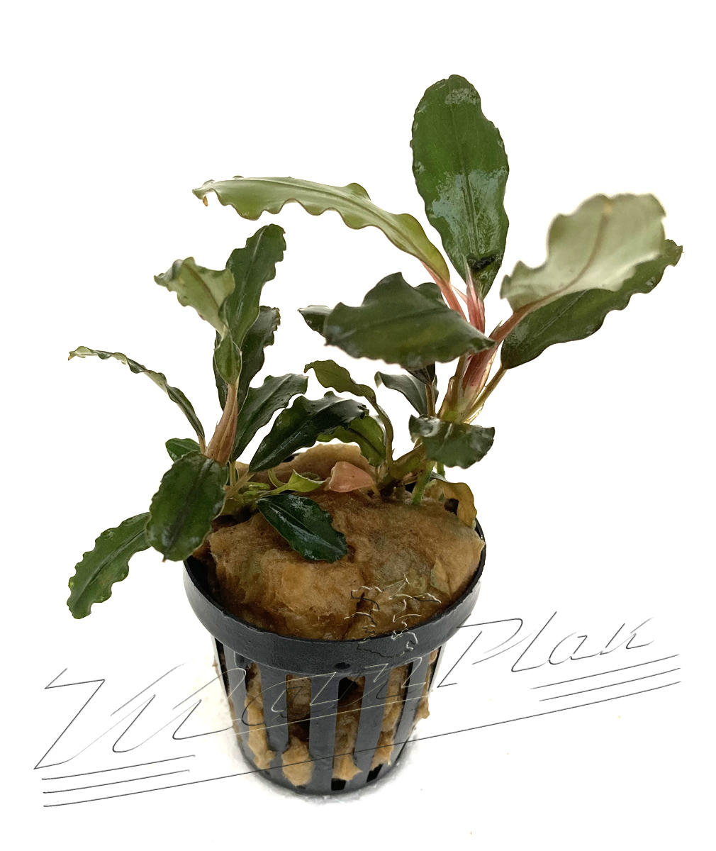 Bucephalandra Lagoon - Imagen 8