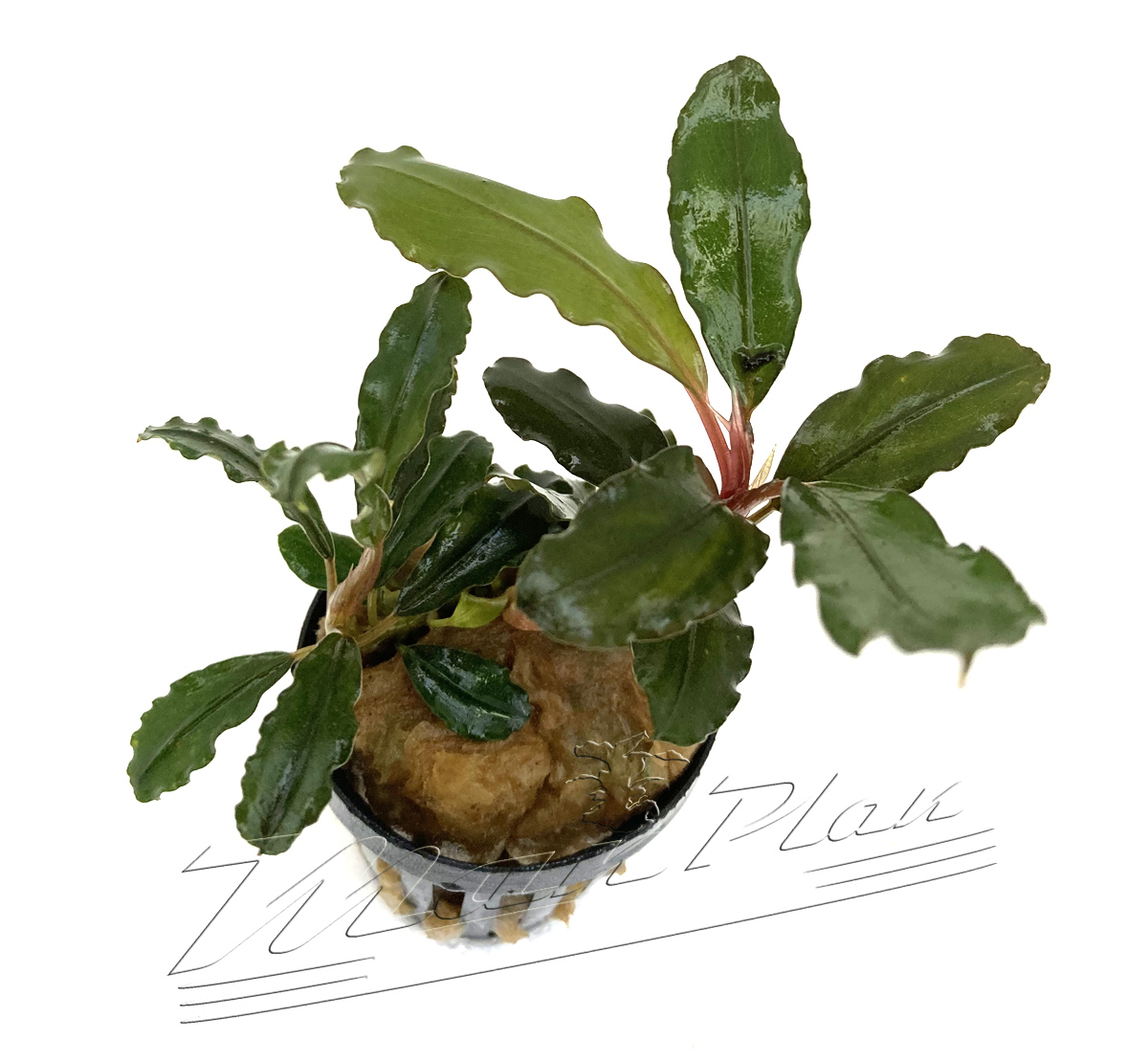Bucephalandra Lagoon - Imagen 7