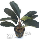 Bucephalandra Arrogant Blue